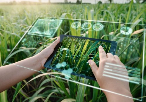 Female Farm Worker Using Digital Tablet With Virtual Reality Artificial Intelligence (AI) for Analyzing Plant Disease in Sugarcane Agriculture Fields. Technology Smart Farming and Innovation Agricultural Concepts. Female Farm Worker Using Digital Tablet With Virtual Reality Artificial Intelligence (AI) for Analyzing Plant Disease in Sugarcane Agriculture Fields. Technology Smart Farming and Innovation Agricultural Concepts.